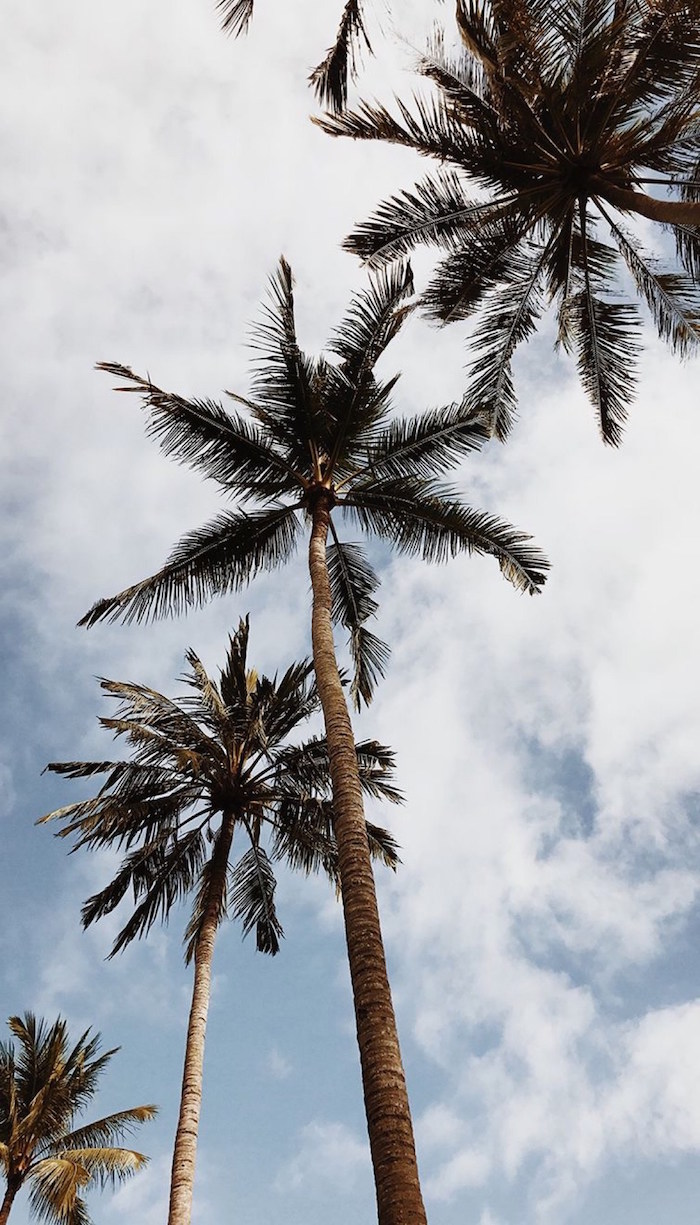 blue sky with clouds minimalist phone wallpaper four tall palm trees photographed from below