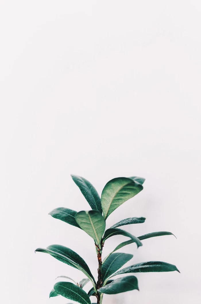 green leaves of small potted palm minimalist phone wallpaper photographed on white background