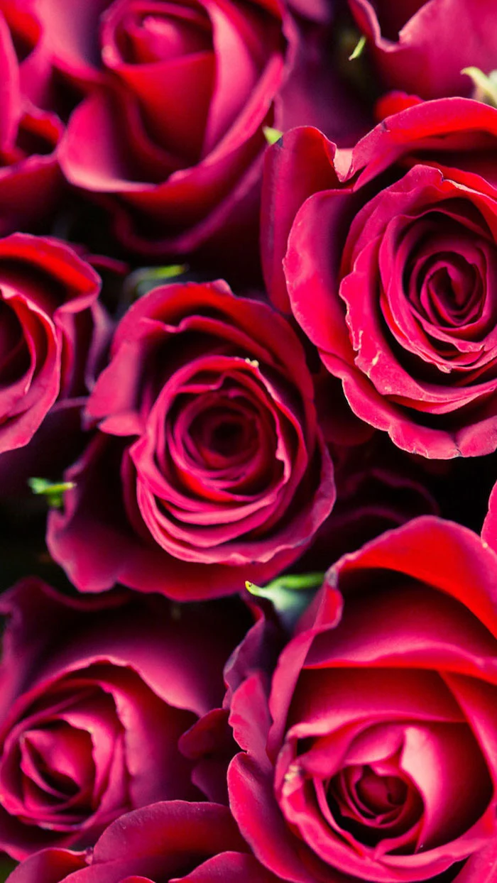 close up photo of bouquet of red roses why do we celebrate valentine's day