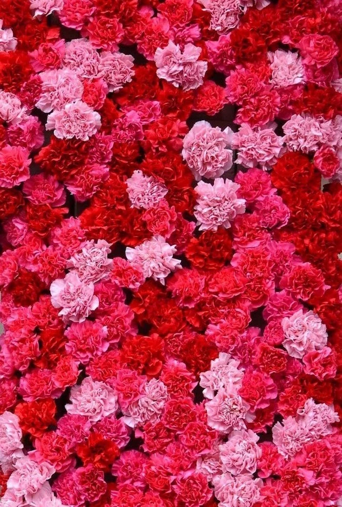 lots of peony flowers in different shades of pink and red valentines wallpaper close up photo