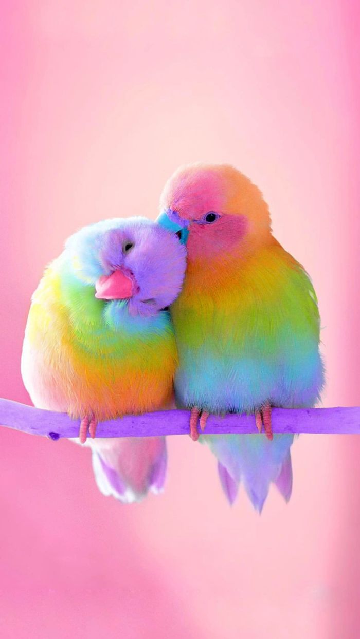 cute colorful wallpapers