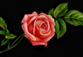 How to Draw a Rose Step by Step – Helpful Tutorials for Beginners