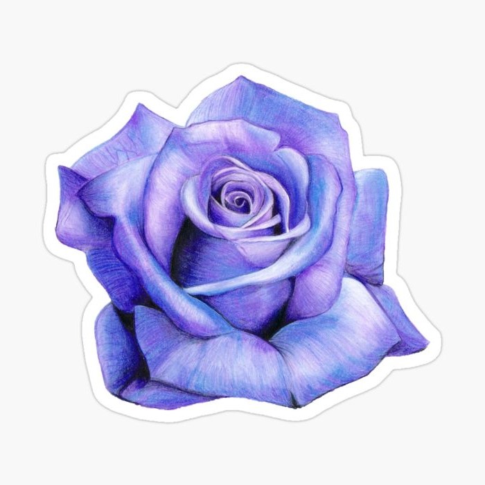blue realistic rose rose drawing step by step drawing of rose on white background