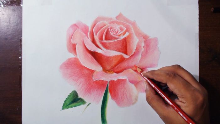 colored drawing of a pink rose how to draw a rose step by step being drawn on white background