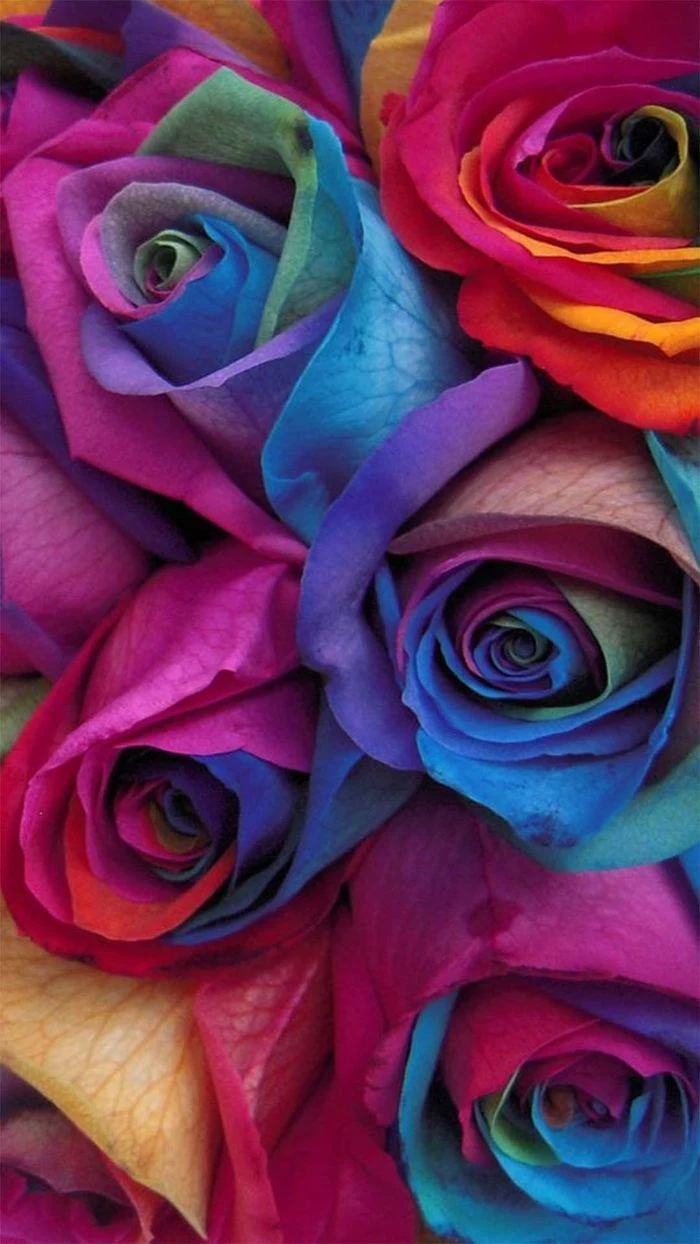 cute colorful wallpaper close up photo of bouquet of roses in different colors blue purple pink orange