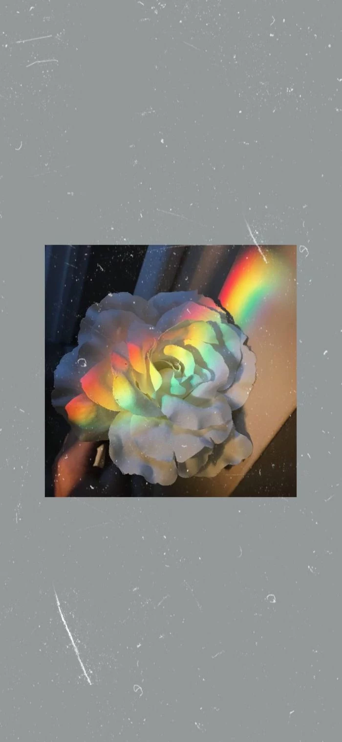 dark gray background rainbow color wallpaper photo of a white rose in the middle rainbow going through it