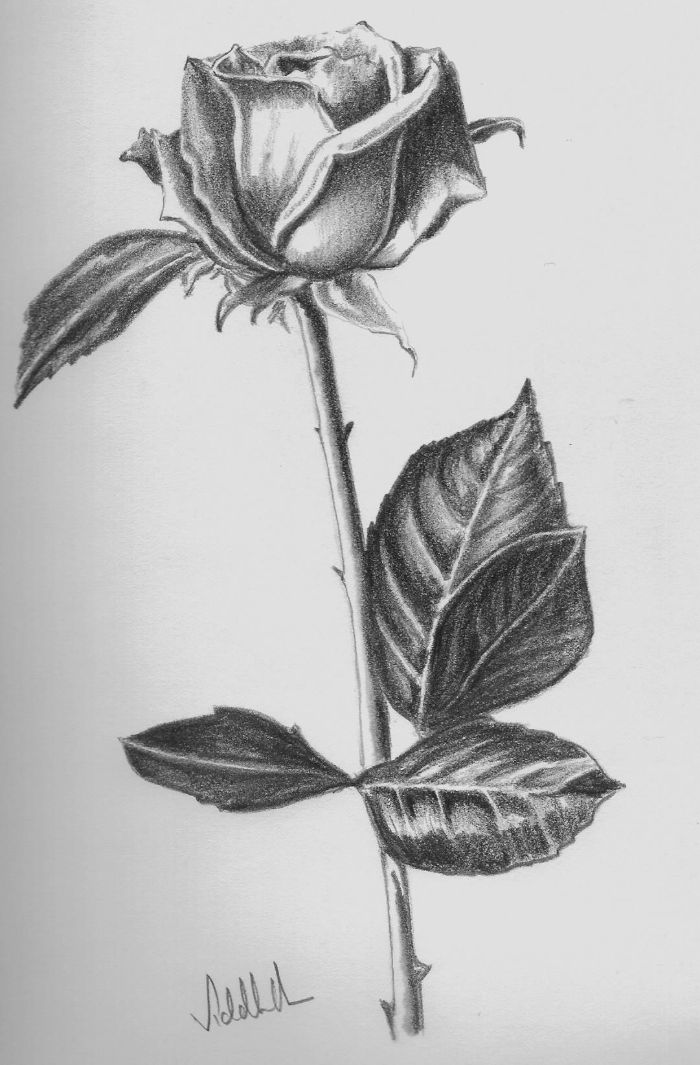 drawing of a rose with stem and leaves how to draw a rose black and white pencil drawing