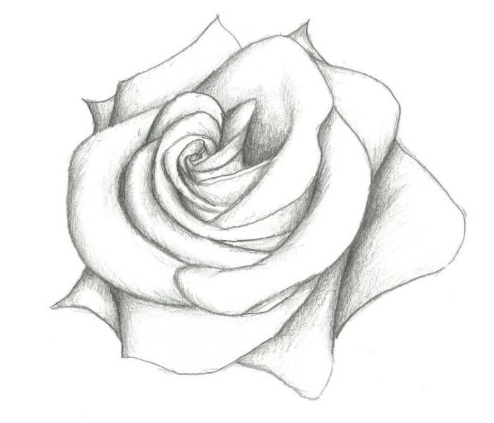 flower drawing step by step black and white drawing of a rose on white background