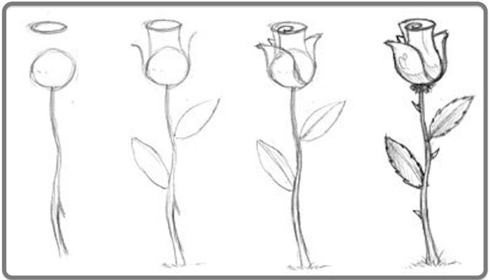 four step easy tutorial realistic rose drawing black pencil sketch on white background