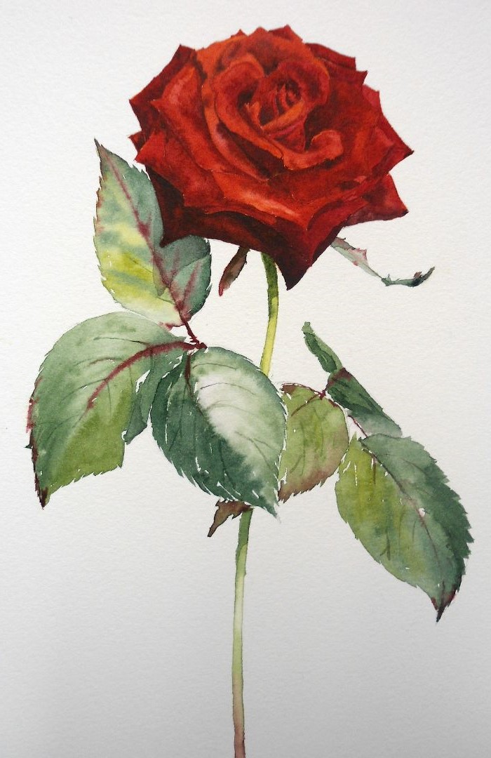 green leaves red rose with stem watercolor painting on white background flower drawing step by step
