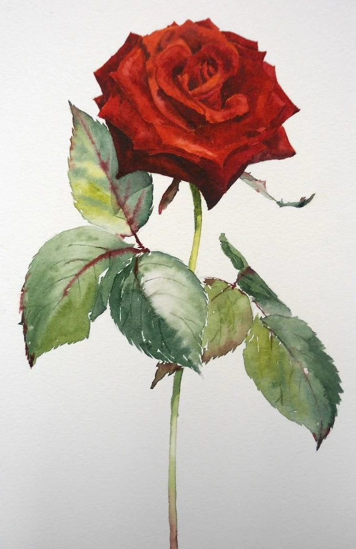 How to draw a rose step by step – helpful tutorials for beginners
