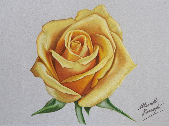 how to draw a rose easy realistic drawing of yellow rose drawn on white background