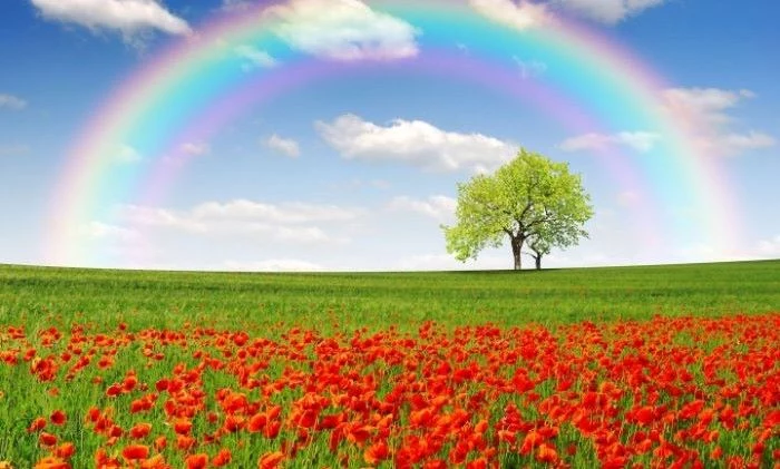 photo of green field with red tulips tree in the background boho rainbow wallpaper rainbow in the sky