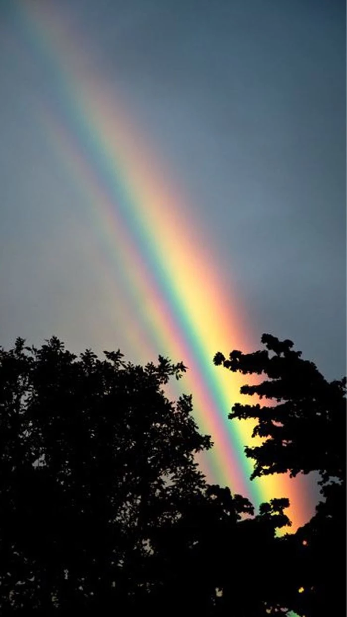 rainbow color wallpaper photo of dark sky before sunset tall trees two rainbows in the sky
