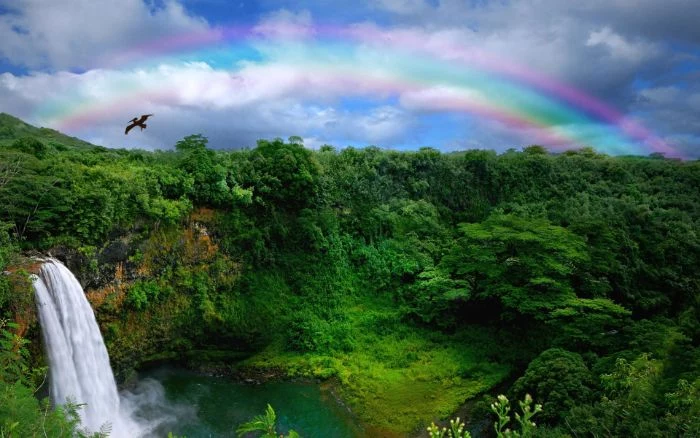 rainbow wallpaper photo of a forest landscape with lots of trees waterfall rainbow in the sky