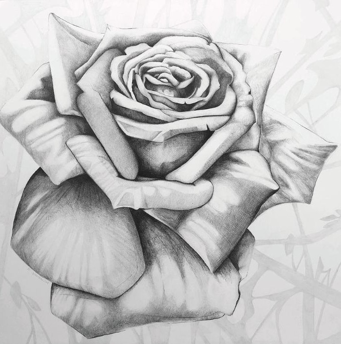 rose drawing step by step black and white drawing of a rose white background with stems