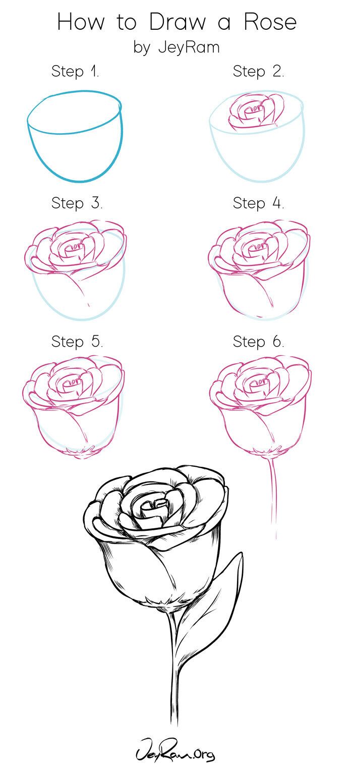 seven step tutorial realistic rose drawing step by step diy tutorial on white background