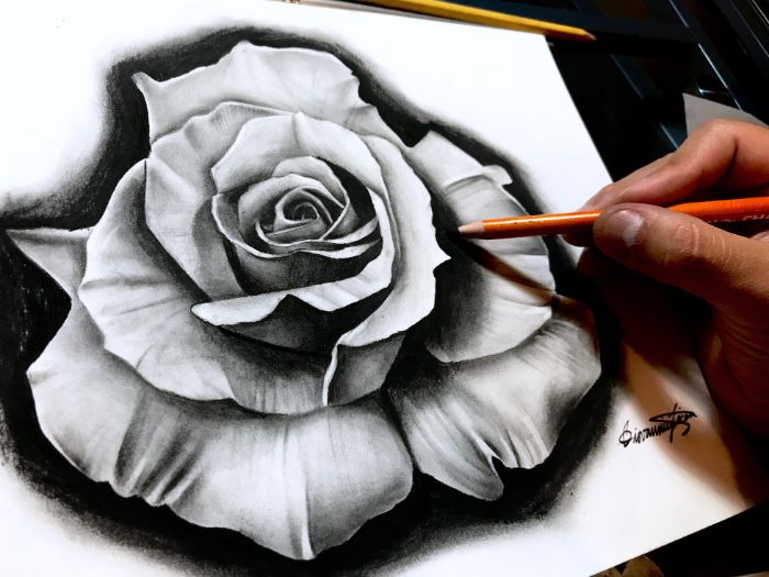 white background drawing pictures of flowers black and white pencil drawing of rose