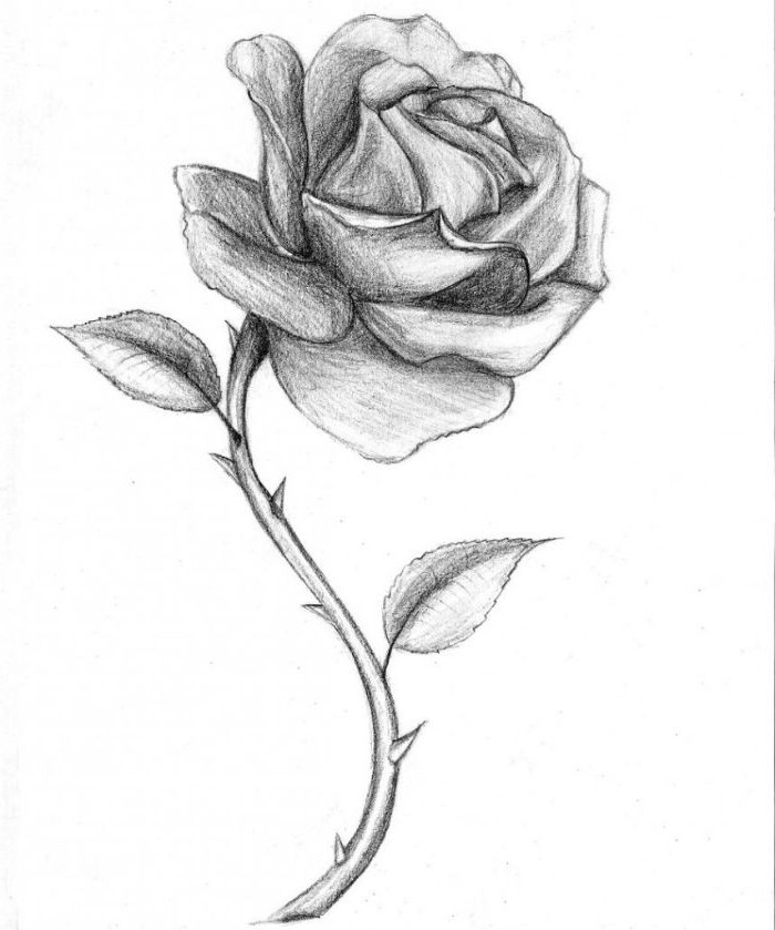 white background flower drawing step by step black and white pencil drawing of rose with stem