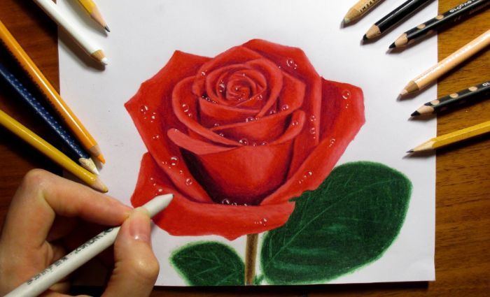 white background rose drawing step by step realistic pencil drawing of red rose with green leaves