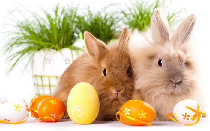 bunnies standing on white surface easter wallpaper yellow orange and white easter eggs around them