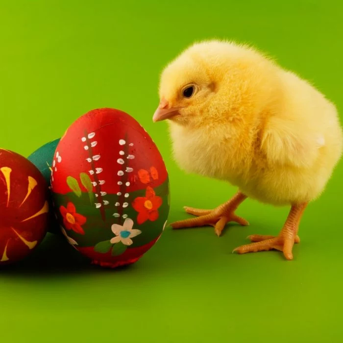 easter egg designs little chicken standing next to colored eggs with flowers drawn on them on green background
