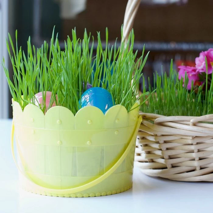 green grass grown inside plastic basket easter basket ideas plastic easter eggs inside