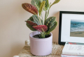 Where to find the best flowers to give as gifts