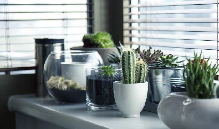 lots of potted plants and succulents placed on white cabinet ideas to use in your interior