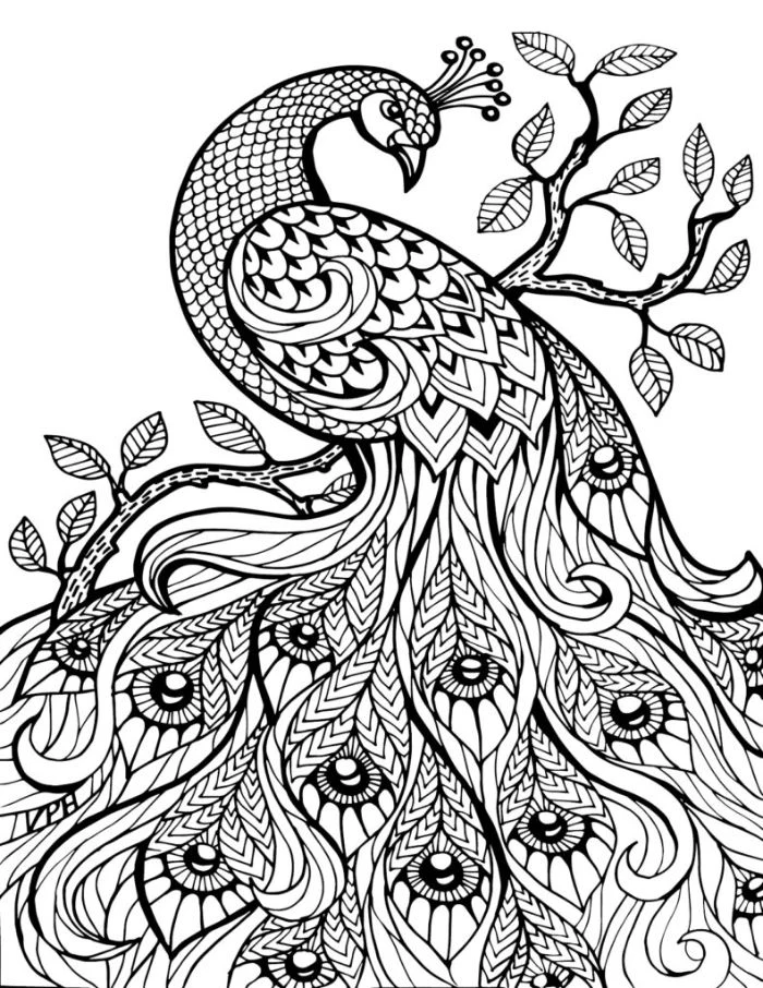 peacock with interesting patterns printable full size coloring pages for kids black and white drawing