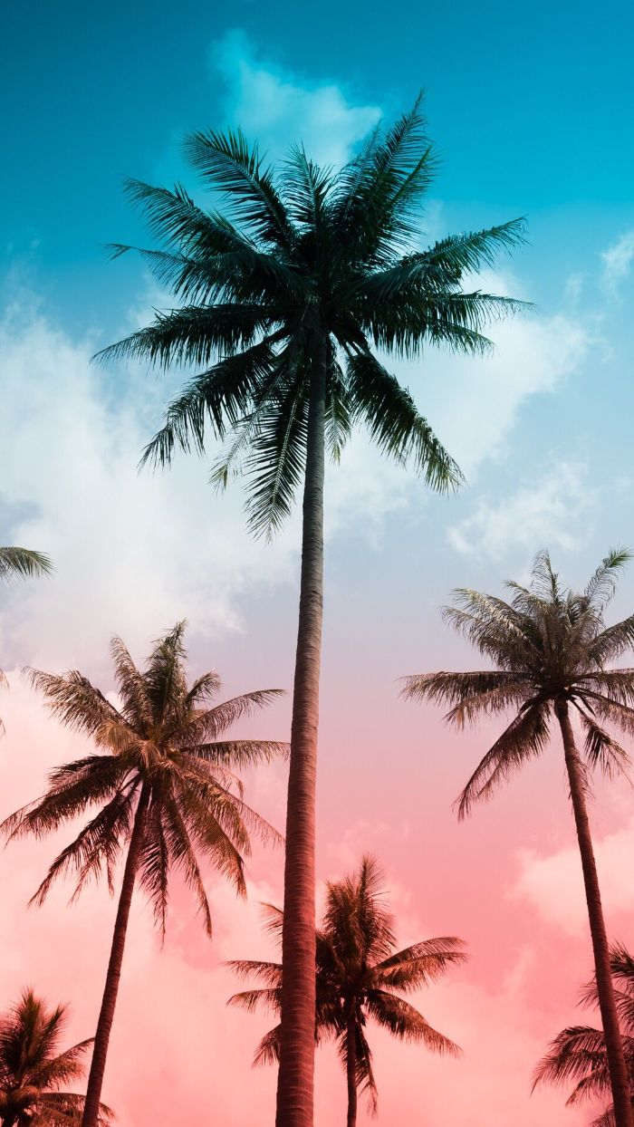 blue and pink sky at sunset summer cute backgrounds tall palm trees photographed from below