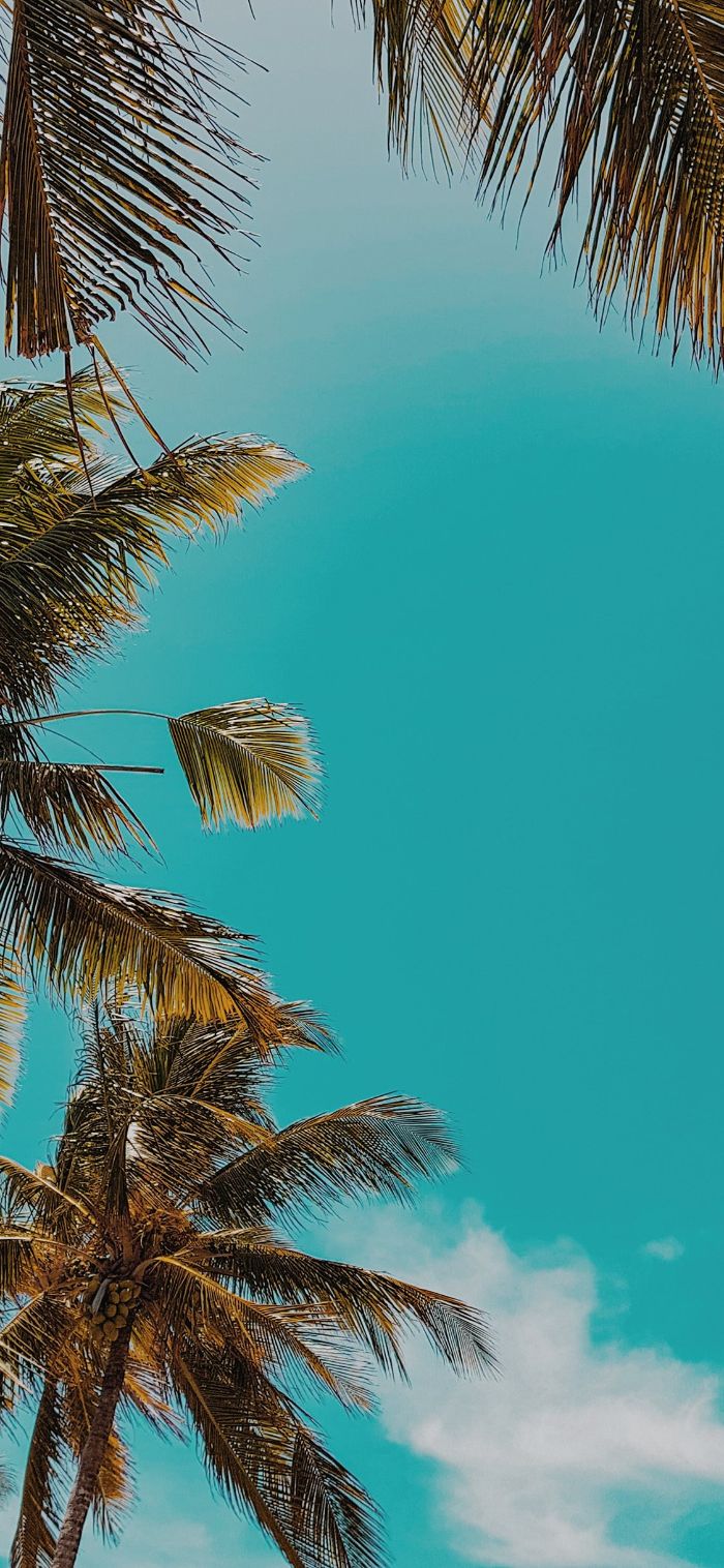 blue sky with clouds summer cute backgrounds tall palm trees photographed from below
