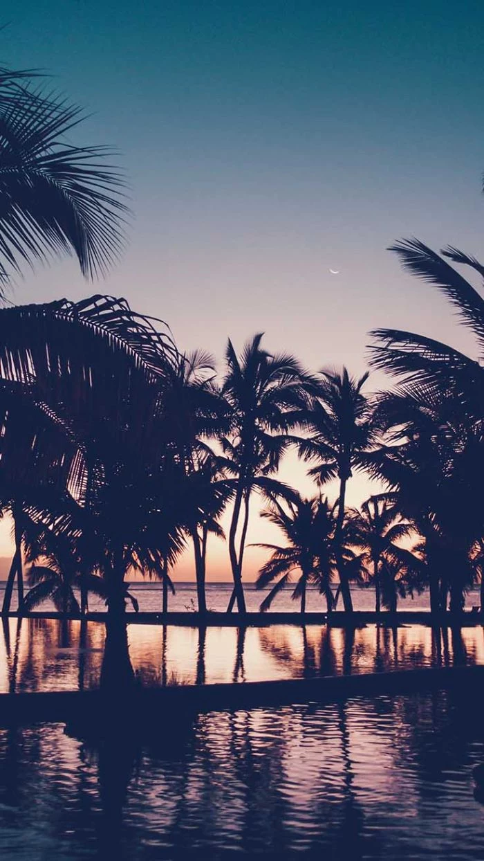 cute summer wallpapers tall palm trees photographed at sunset next to the ocean and pool
