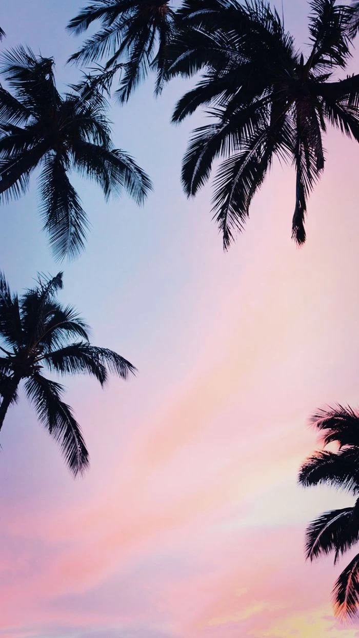 palm trees photographed from below at sunset summer iphone wallpaper