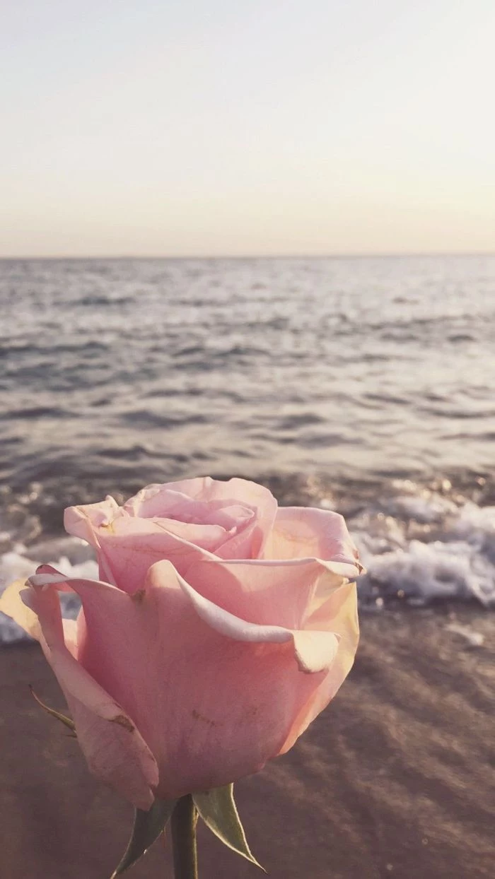 pink rose photographed at the beach cute summer wallpapers waves crashing