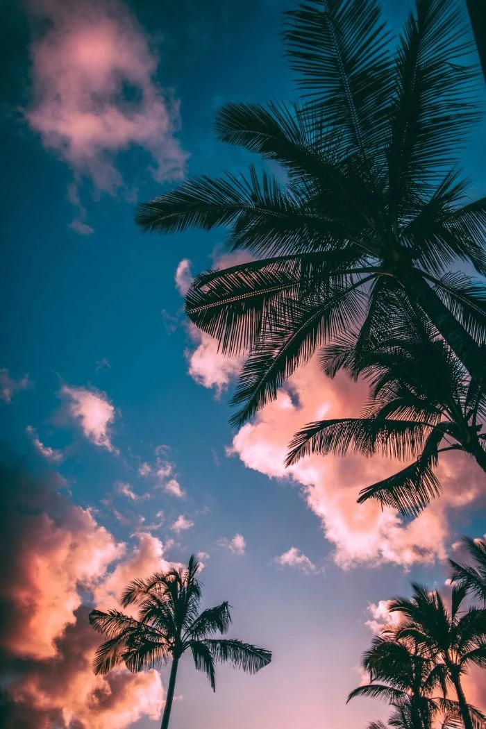 summer cute backgrounds tall palm trees photographed from below at sunset pink clouds in the sky