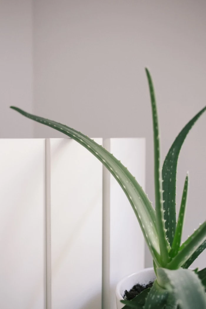 aloe vera plant moisturizing hair mask diy photographed in close up on white background