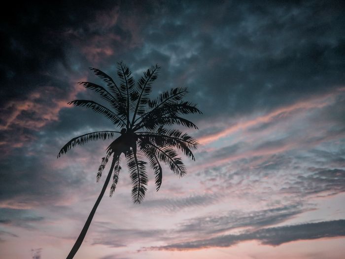 beach wallpaper hd very tall palm tree photographed at sunset dark sky above it