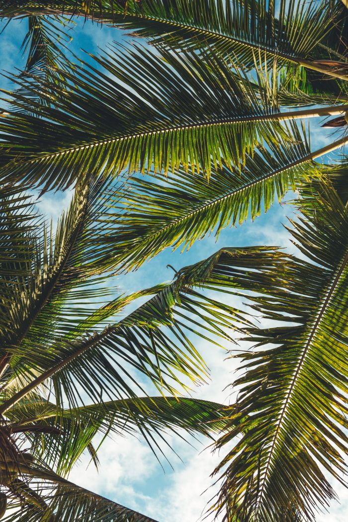 blue sky through tall palm trees beach desktop backgrounds photographed from below