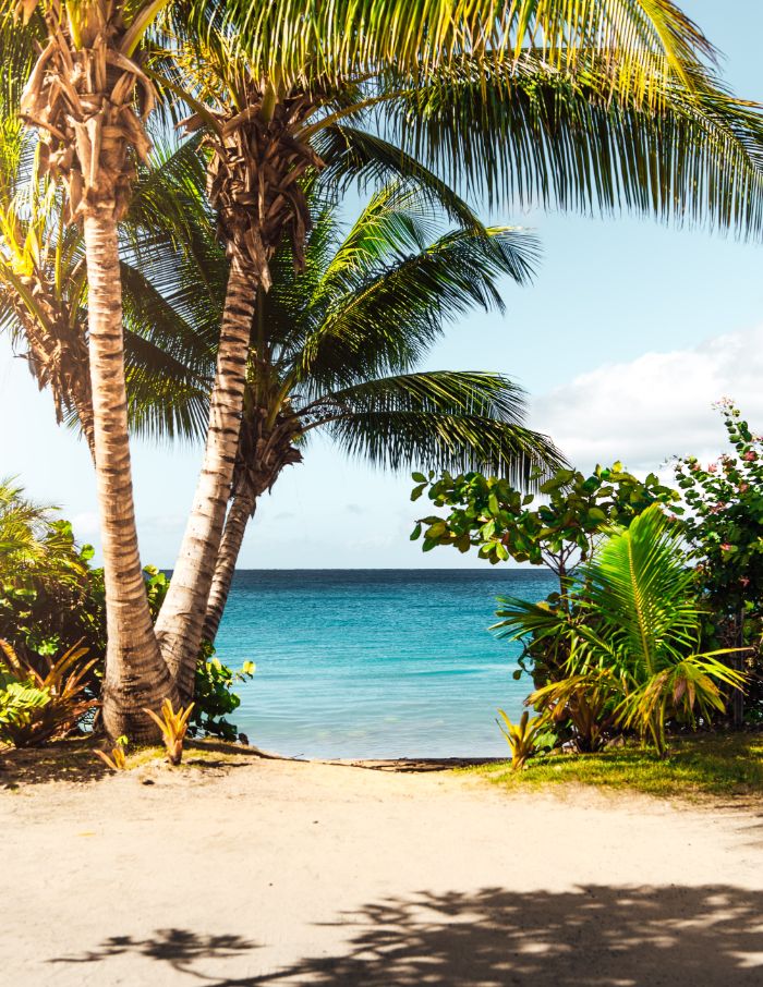 clear ocean water in the distance beach background iphone palm trees and shrubs on the beach