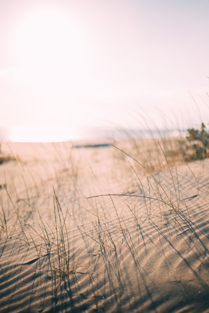 close up photo of fried grass coming out of the sand beach background iphone