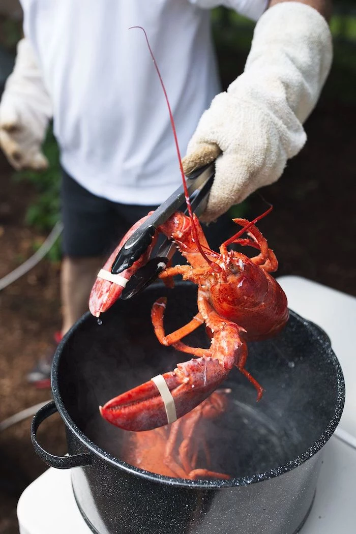lobster being put into large pan filled with boiling water with the help of tongs how to boil shrimp