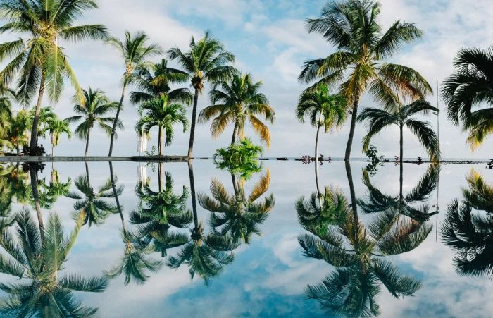 lots of palm trees in the water beach aesthetic wallpaper mirror reflection of them in the water