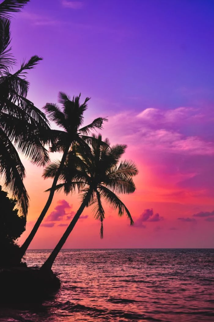 palm trees above the water summer aesthetic wallpaper phtoographed at sunset with sky in blue purple and orange