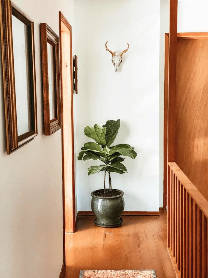 potted plant on wooden floor decorating ideas for stairs and hallways framed art with vintage frames hanging on white wall
