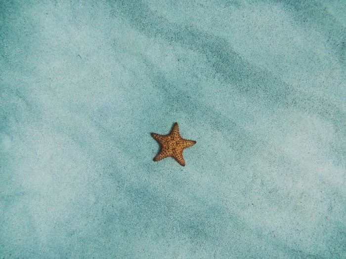 sea star on the sand beach aesthetic wallpaper bottom of the ocean photo