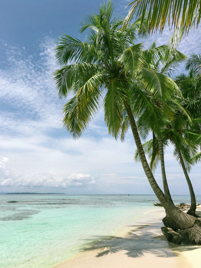 tall palm trees on the beach beach background iphone clear turquoise ocean water