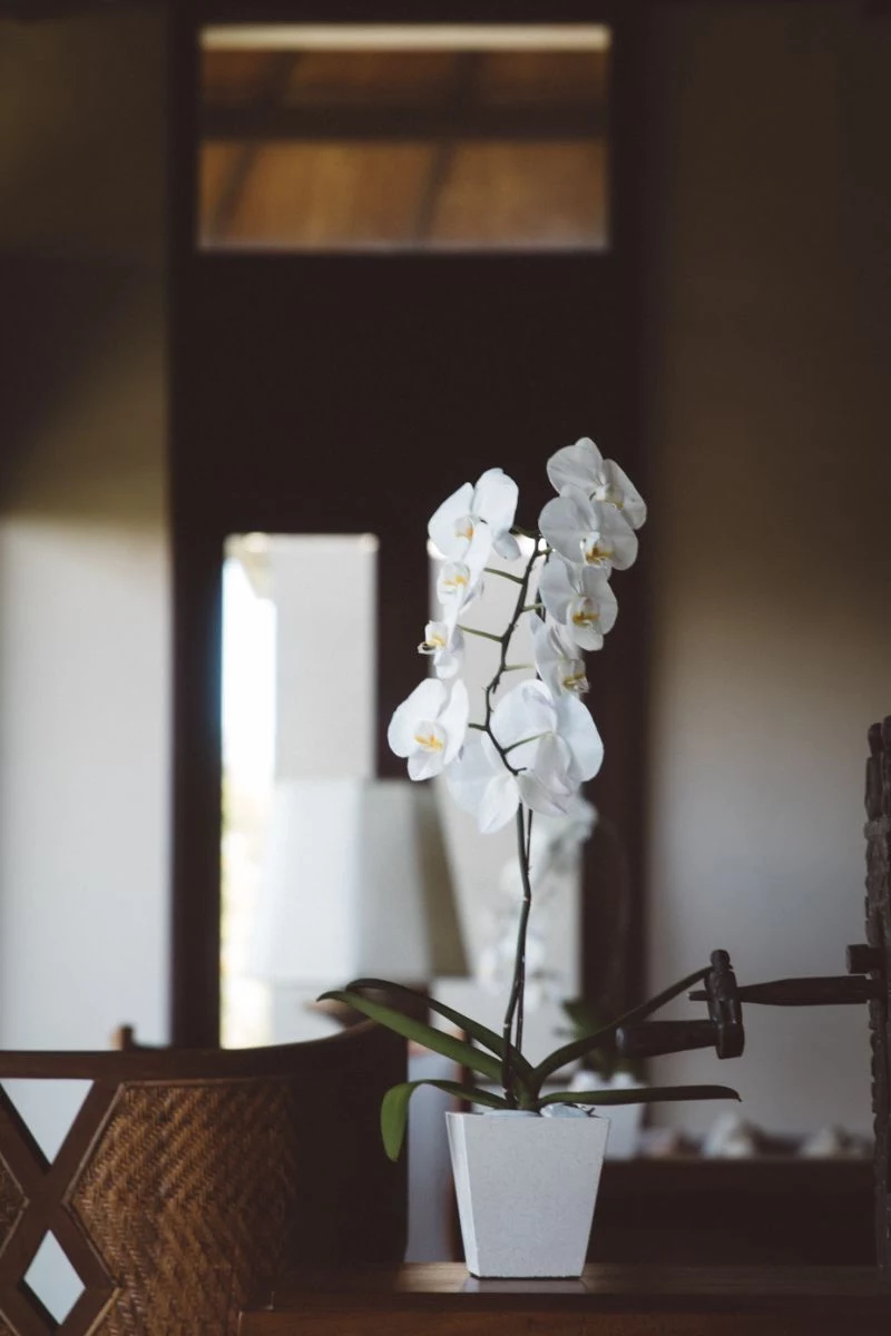 beautiful white orchid how to care for orchids indoors