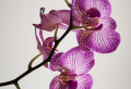 How to take care of orchids – the ultimate guide