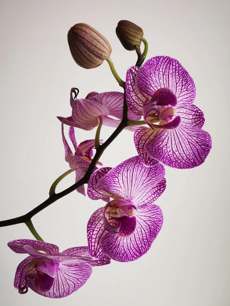 close up photo how to take care of orchids purple orchid